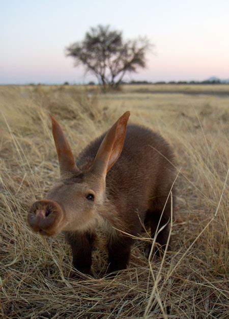 Meet Barkie The Baby Aardvark Africa Geographic