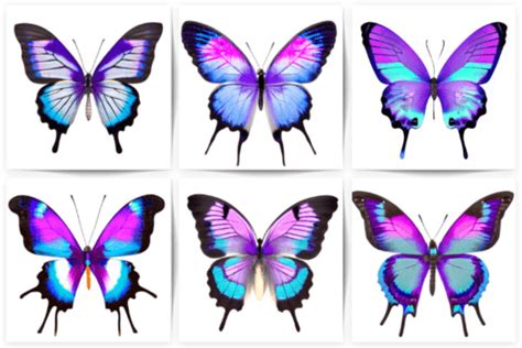 Butterfly Beautiful Collection Graphic By Hassas Arts Creative Fabrica