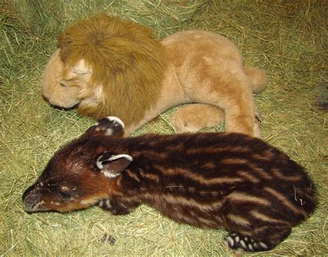 Baby Tapir Born January 4, 2014 | Reid Park Zoo