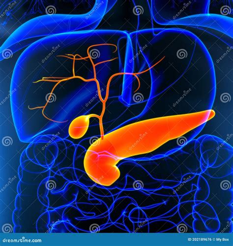 Anatomie D D Appareil Digestif Humain De La V Sicule Biliaire