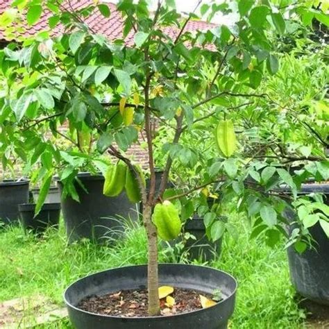 Dwarf Star Fruit Tree