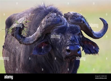 Masai Mara Buffalo Hi Res Stock Photography And Images Alamy