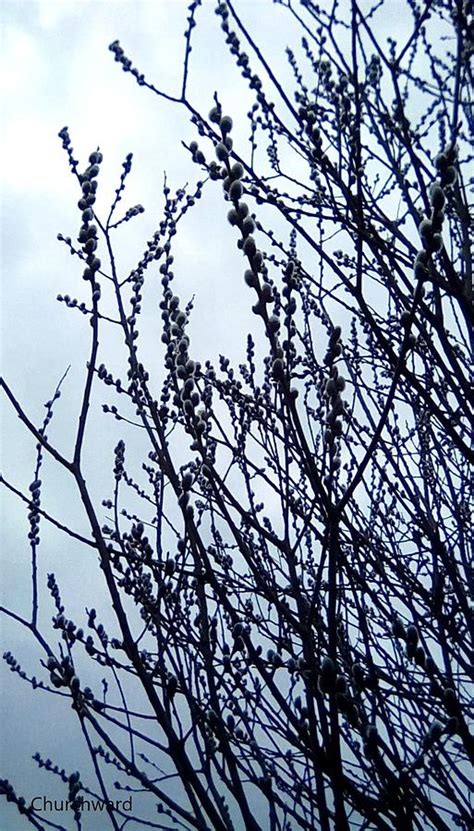 Pussy Willow Tree Photograph By Lois Churchward Fine Art America