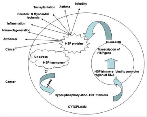 Regulation And Role Of Heat Shock Proteins Download Scientific Diagram