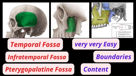 Infratemporal Fossa