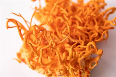 Hongos Para La Salud Humana Cordyceps Militaris Mushroom Cordyceps