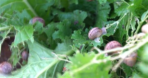 Snail Farm Snails Crawling On A Green Leaf In The Garden In The Summer