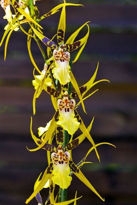 Brassia Verrucosa Orchid Bloem Gratis Foto Op Pixabay