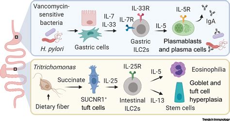 Group 2 Innate Lymphoid Cells Induce Antibody Production In Gastric