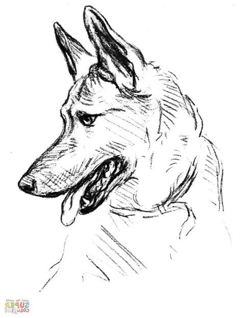 Authentique Coloriage Berger Allemand Pictures Dessin De Chien