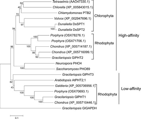 Phylogenetic Tree For Amino Acid Sequences Of Pht Genes Was Conducted