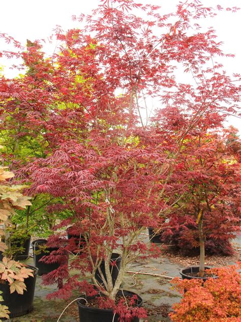 Acer Palmatum Trompenburg Japanese Maple Conifer Kingdom