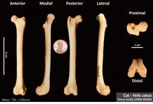 Cat Femur Osteoid Bone Identification