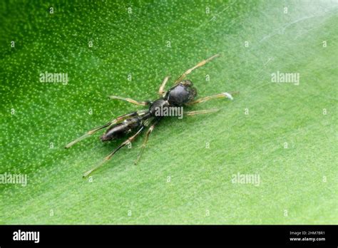 Black Ant Mimic Spider Myrmarachne Melanocephala Pune Maharashtra