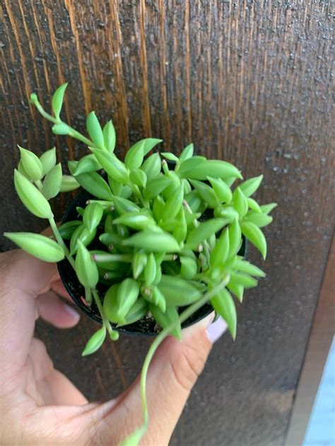 Senecio Radicans All You Need To Know About String Of Bananas Plant