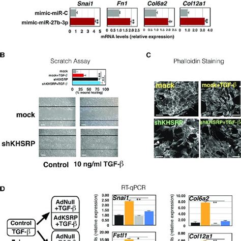 KHSRP Knockdown Mimics The Phenotype Of TGF B Induced EMT A QRT PCR