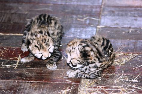 Two king cheetah cubs are born - Africa Geographic