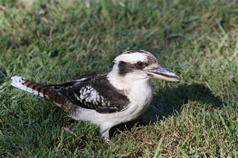 Kookaburra Bird Australia - Free photo on Pixabay - Pixabay