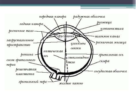 Анализаторы. Биологическая роль анализаторов - презентация онлайн