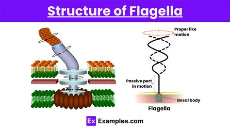 Flagella Definition Types Structure Function Formation And More