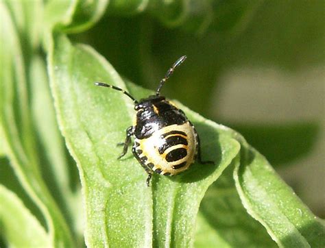 Pentatomidae Eurydema Oleracea Brassica Bug Nymph Flickr