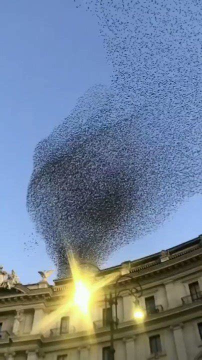 Reg Saddler On Twitter A Breathtaking Murmuration At Sunset Via