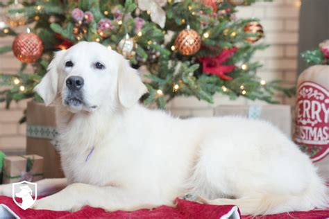 10 Things You Need to Know Before Getting a White Golden Retriever ...