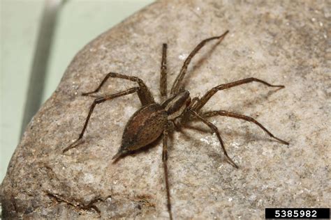 Dont Panic Over Brown Recluse Spiders In Michigan Landscaping