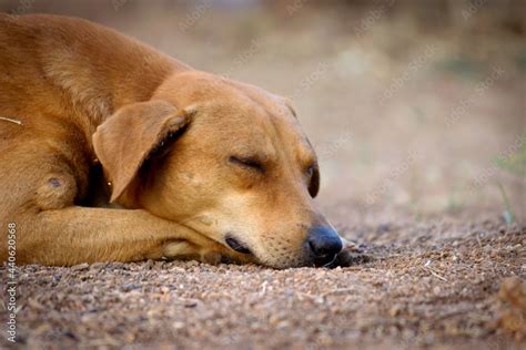 The domestic dog is a domesticated descendant of the wolf. The dog ...