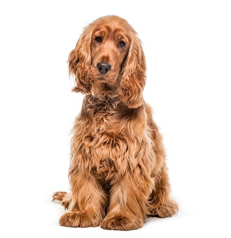 premium photo english cocker dog