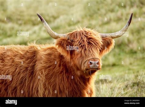 Portrait Of A Beautiful Scottish Highland Cattle In The North Holland