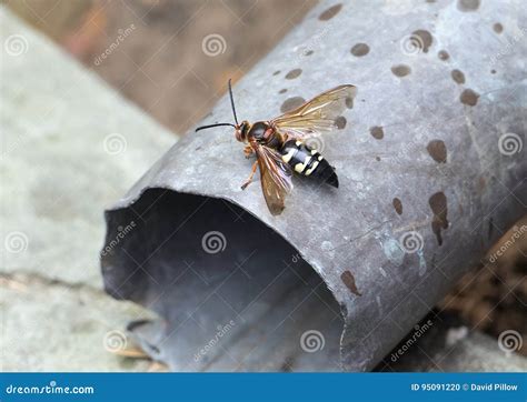 Cow Killer Wasp (Red Velvet Ant) Royalty-Free Stock Photography ...