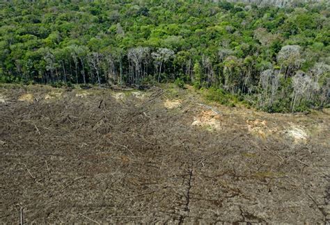 Desmatamento Na Amaz Nia Brasileira Registra Segundo Pior M S De Maio