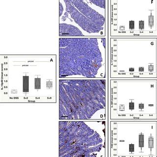 Immunohistochemical Evaluation Of The Expression Of Gr Cd And Cd