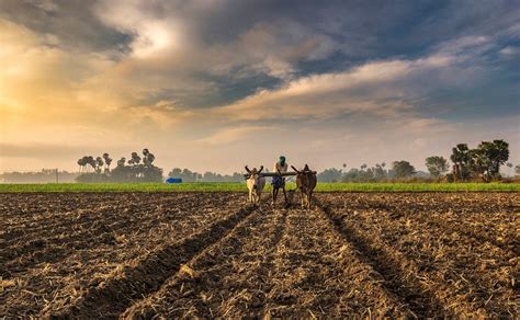 Agriculture Market In Saudi Arabia, Agriculture Industry In Saudi Arabia