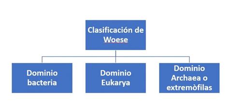 Clasificaci N De Woese C Mo Se Clasifican