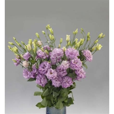 Double Lilac Lisianthus For In Bouquet And Buds Vases In