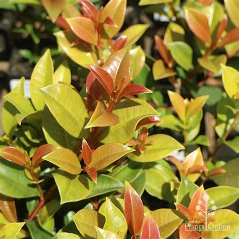 Syzygium Hinterland Gold Lilly Pilly Australian Plants Online