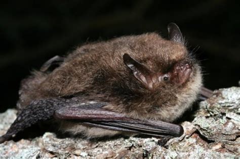 UK Bat species identification Flashcards | Quizlet