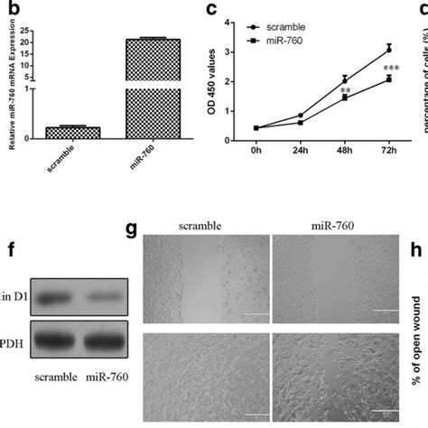 Overexpression Of Mir 760 Suppressed The Nsclc Cell Proliferation Cell Download Scientific