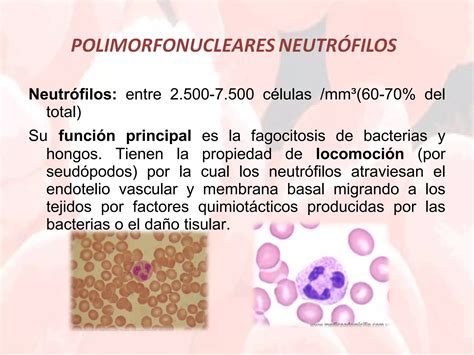 1 fisiología de la serie blanca PPT