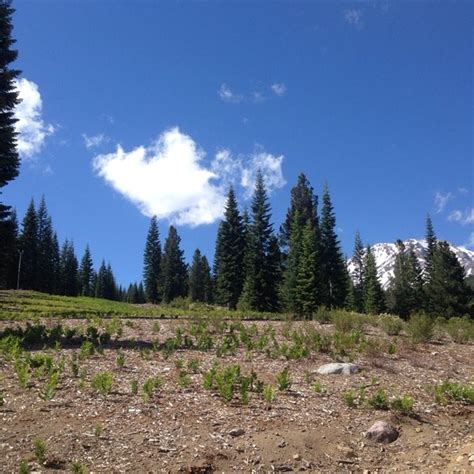 Mount Shasta Ski Park - Mount Shasta, CA