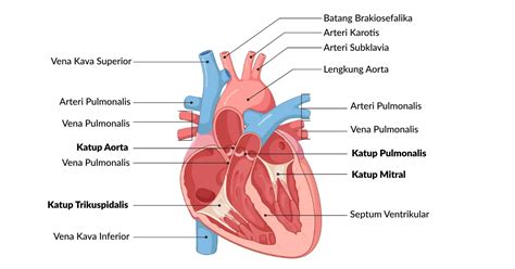 Penyakit Katup Jantung Penyebab Pengobatan Dan Pencegahannya