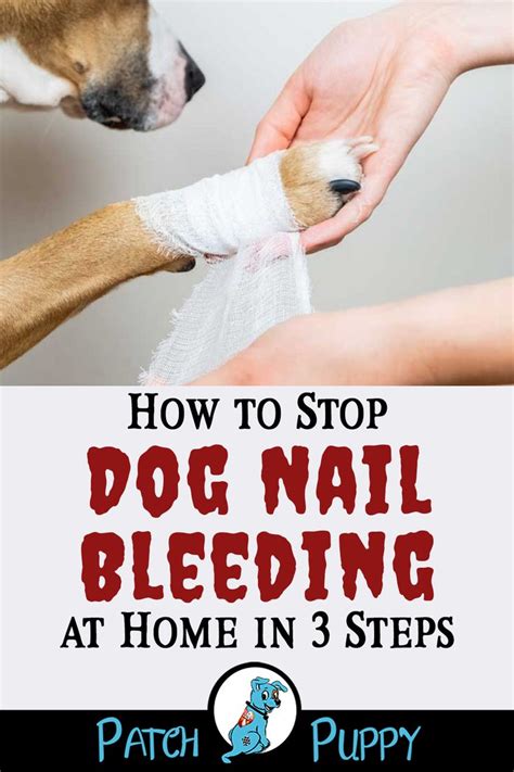 How Do You Stop The Bleeding Of A Dog Nail