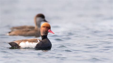 Red Crested Pochard Netta Rufina Stock Photo Image Of Beautiful