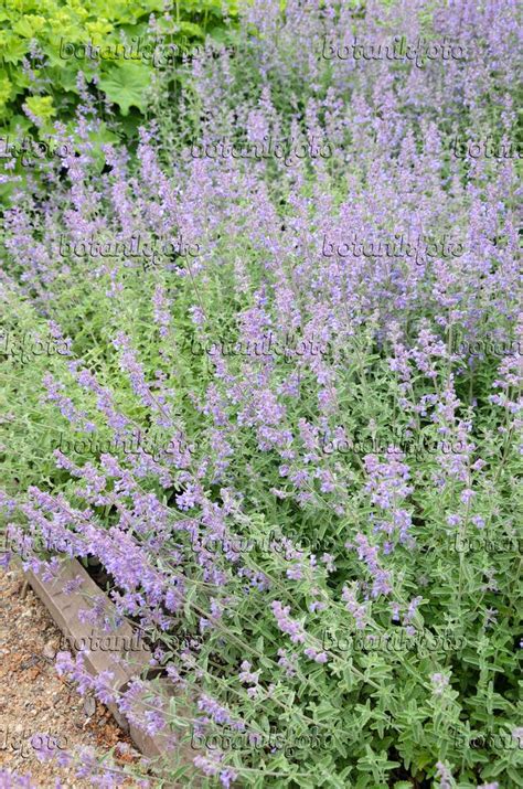 Image Dwarf Catmint Nepeta Racemosa Superba 545014 Images Of