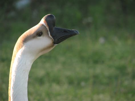 African Goose African Geese Facts