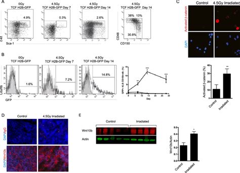 Hematopoietic Injury Activates Wnt Signaling In Hematopoietic Stem And