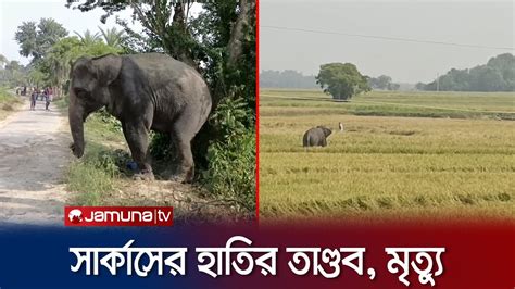 সার্কাসের হাতি হঠাৎই ক্ষিপ্ত হয়ে প্রাণ কাড়লো ২ জনের Chapainababganj