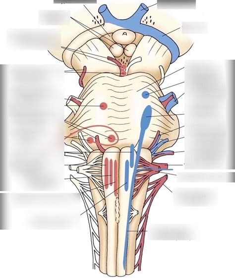 Brainstem nuclei Diagram | Quizlet